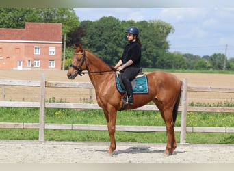 Irish Sport Horse, Wallach, 10 Jahre, 162 cm, Fuchs