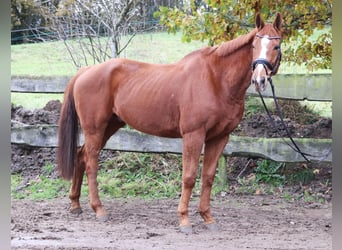 Irish Sport Horse, Wallach, 10 Jahre, 162 cm, Fuchs