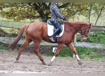 Irish Sport Horse, Wallach, 10 Jahre, 162 cm, Fuchs