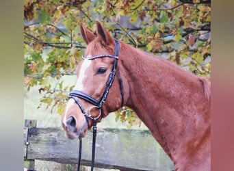 Irish Sport Horse, Wallach, 10 Jahre, 162 cm, Fuchs