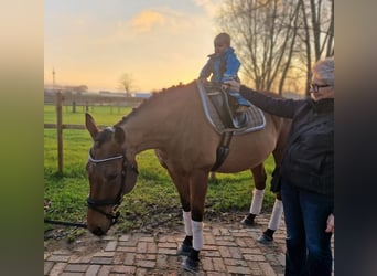 Irish Sport Horse, Wallach, 10 Jahre, 164 cm, Brauner