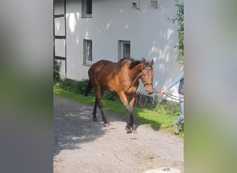 Irish Sport Horse, Wallach, 10 Jahre, 164 cm, Brauner