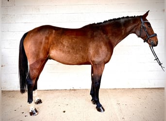 Irish Sport Horse, Wallach, 10 Jahre, 164 cm, Dunkelbrauner