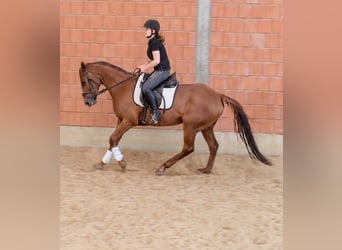 Irish Sport Horse, Wallach, 10 Jahre, 164 cm, Dunkelfuchs