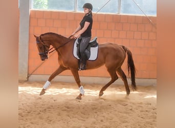 Irish Sport Horse, Wallach, 10 Jahre, 164 cm, Dunkelfuchs