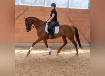 Irish Sport Horse, Wallach, 10 Jahre, 164 cm, Dunkelfuchs