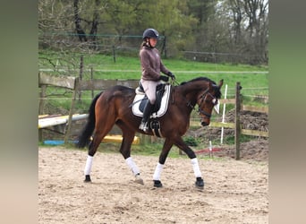 Irish Sport Horse Mix, Wallach, 10 Jahre, 165 cm, Brauner