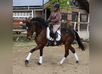 Irish Sport Horse Mix, Wallach, 10 Jahre, 165 cm, Brauner