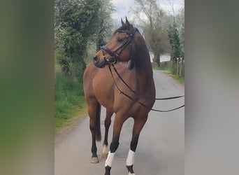 Irish Sport Horse, Wallach, 10 Jahre, 165 cm, Brauner