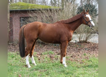 Irish Sport Horse, Wallach, 10 Jahre, 165 cm, Fuchs