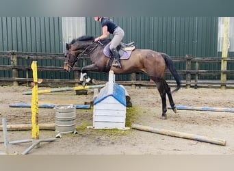 Irish Sport Horse, Wallach, 10 Jahre, 168 cm, Brauner