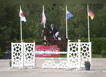 Irish Sport Horse, Wallach, 10 Jahre, 170 cm, Rotbrauner