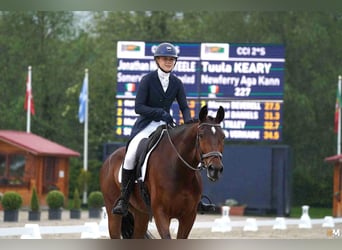 Irish Sport Horse, Wallach, 10 Jahre, 170 cm, Rotbrauner