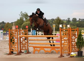 Irish Sport Horse, Wallach, 10 Jahre, 172 cm, Brauner