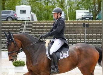 Irish Sport Horse, Wallach, 10 Jahre, 172 cm, Brauner
