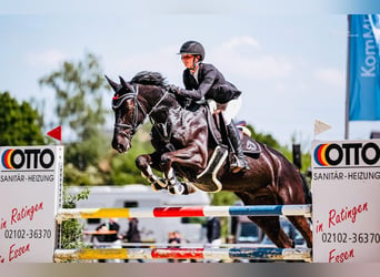 Irish Sport Horse, Wallach, 10 Jahre, 172 cm, Rappe
