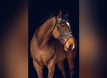 Irish Sport Horse, Wallach, 10 Jahre, 173 cm, Rotbrauner
