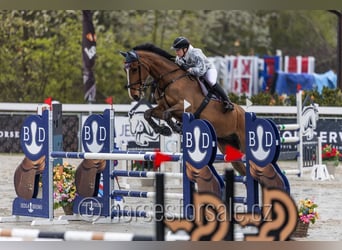 Irish Sport Horse, Wallach, 10 Jahre, 175 cm, Brauner