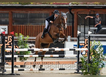 Irish Sport Horse, Wallach, 10 Jahre, 175 cm, Brauner