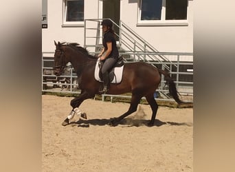 Irish Sport Horse, Wallach, 10 Jahre, 175 cm, Dunkelbrauner