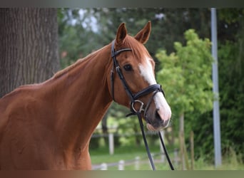 Irish Sport Horse, Wallach, 10 Jahre, 175 cm, Fuchs