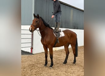 Irish Sport Horse, Wallach, 10 Jahre, 182 cm, Brauner