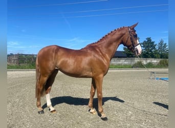 Irish Sport Horse, Wallach, 10 Jahre, Fuchs