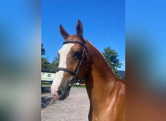Irish Sport Horse, Wallach, 10 Jahre, Fuchs
