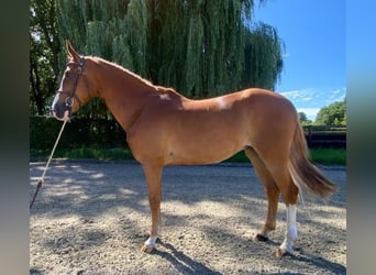 Irish Sport Horse, Wallach, 10 Jahre, Fuchs