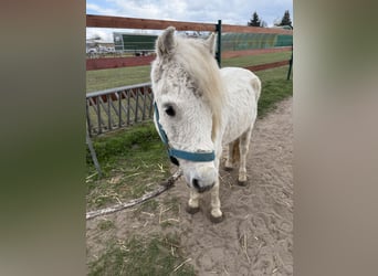 Irish Sport Horse, Wallach, 11 Jahre, 125 cm, Fliegenschimmel