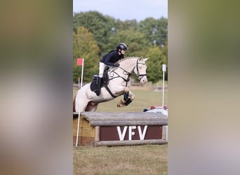 Irish Sport Horse, Wallach, 11 Jahre, 148 cm, Cremello