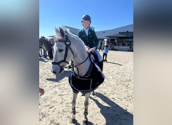 Irish Sport Horse, Wallach, 11 Jahre, 148 cm