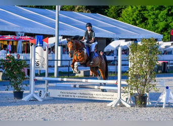 Irish Sport Horse, Wallach, 11 Jahre, 149 cm, Schecke