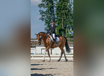 Irish Sport Horse, Wallach, 11 Jahre, 149 cm, Schecke