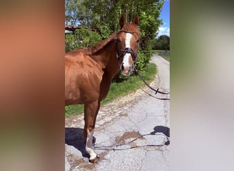 Irish Sport Horse, Wallach, 11 Jahre, 155 cm, Dunkelfuchs