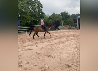 Irish Sport Horse, Wallach, 11 Jahre, 162 cm, Dunkelbrauner
