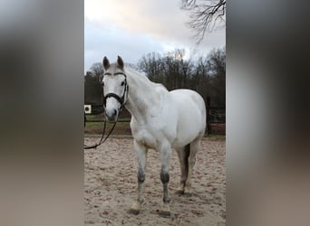 Irish Sport Horse, Wallach, 11 Jahre, 162 cm, Schimmel