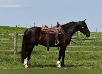Irish Sport Horse Mix, Wallach, 11 Jahre, 163 cm, Rappe