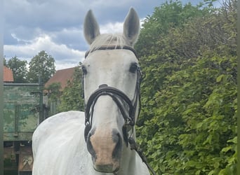 Irish Sport Horse, Wallach, 11 Jahre, 164 cm, Schimmel