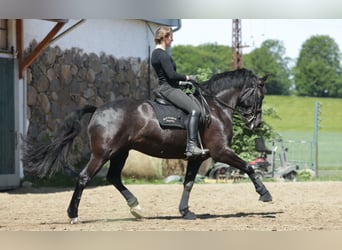 Irish Sport Horse, Wallach, 11 Jahre, 165 cm, Rappe