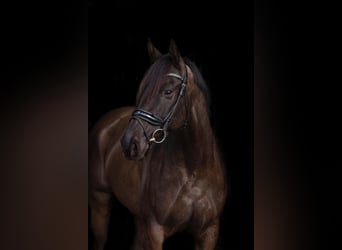 Irish Sport Horse, Wallach, 11 Jahre, 165 cm, Schwarzbrauner