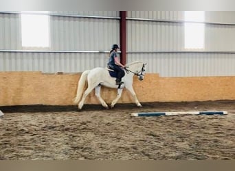 Irish Sport Horse, Wallach, 11 Jahre, 166 cm, Schimmel
