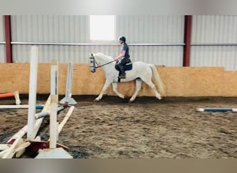 Irish Sport Horse, Wallach, 11 Jahre, 166 cm, Schimmel