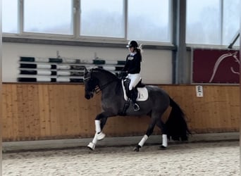 Irish Sport Horse, Wallach, 11 Jahre, 169 cm, Dunkelbrauner