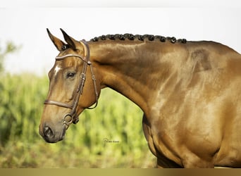 Irish Sport Horse, Wallach, 11 Jahre, 170 cm