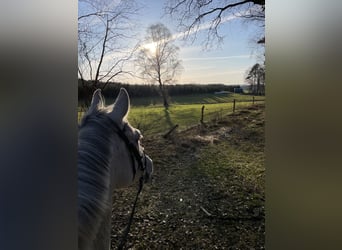 Irish Sport Horse, Wallach, 11 Jahre, 171 cm, Apfelschimmel