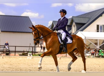 Irish Sport Horse, Wallach, 11 Jahre, 173 cm, Dunkelfuchs