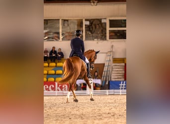 Irish Sport Horse, Wallach, 11 Jahre, 173 cm, Dunkelfuchs