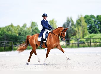 Irish Sport Horse, Wallach, 11 Jahre, 173 cm, Dunkelfuchs