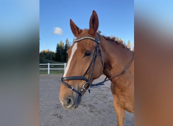 Irish Sport Horse, Wallach, 11 Jahre, 173 cm, Dunkelfuchs